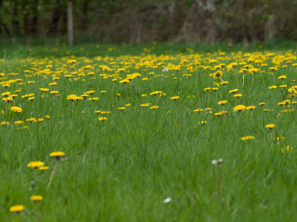 20110424-Urquhart Bay Woods-Q4240192