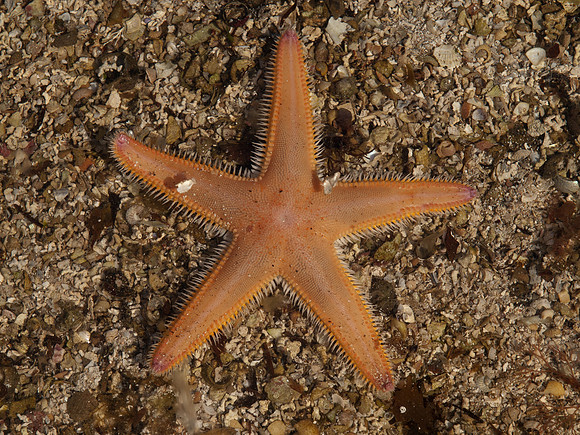 20110418-Applecross-P4182407
