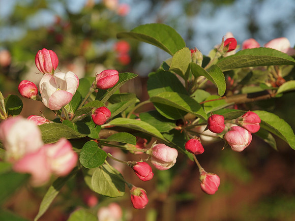 20110426-Garden-Q4260217