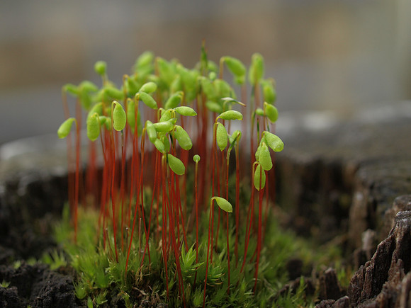 20110409-Sandaig-P4091961-2