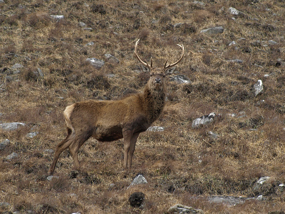 20110417-Glen Strathfarrar-4172255