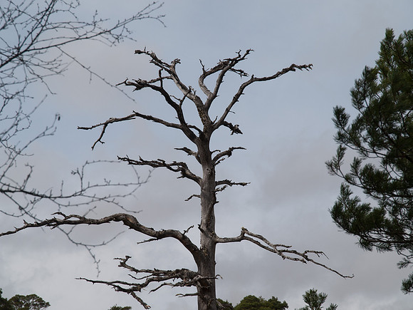 20110414-Glen Affric-P4142097