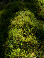 20110403-Craig Monie Woods-P4031771