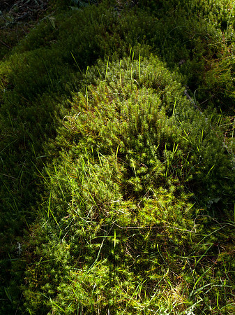 20110403-Craig Monie Woods-P4031771