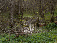 20110407-Urquhart Bay Woods-P4071814