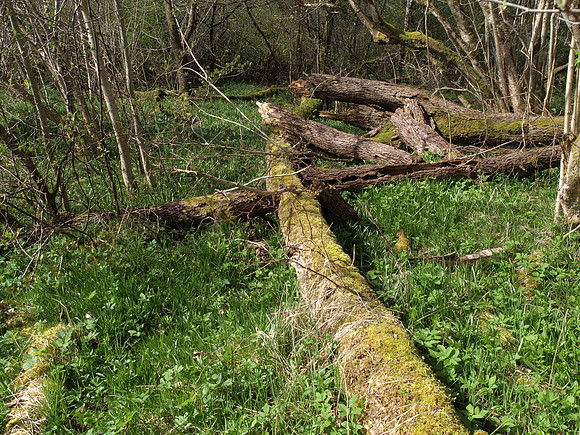20110412-Urquhart Bay Woods-P4122045