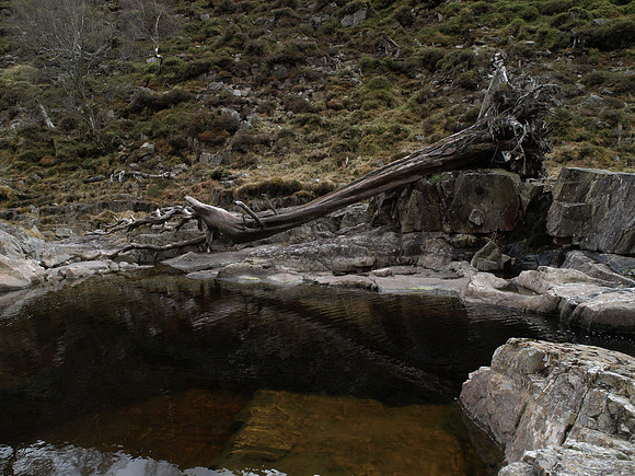 20110417-Glen Strathfarrar-4172263