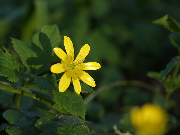 Lesser Celandine