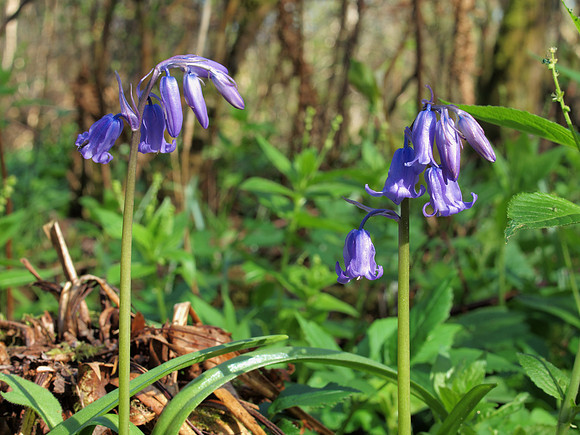 Bluebells