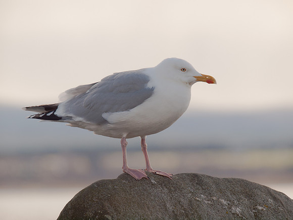 Gull