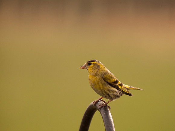 Siskin