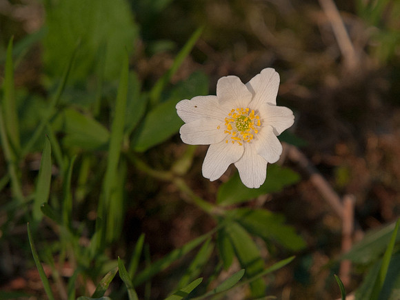 Anenome