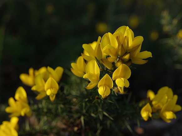 Gorse