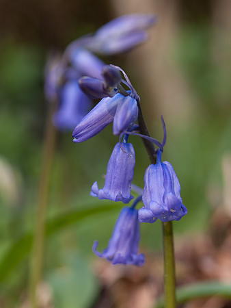 Bluebells