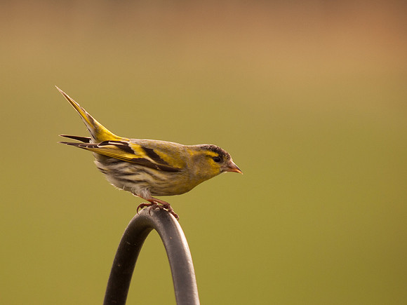 Siskin