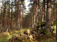 Drystone Wall and Woodland Path
