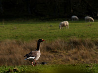 Goose