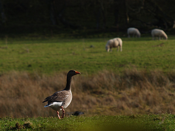 Goose