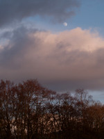 Moon and the Trees