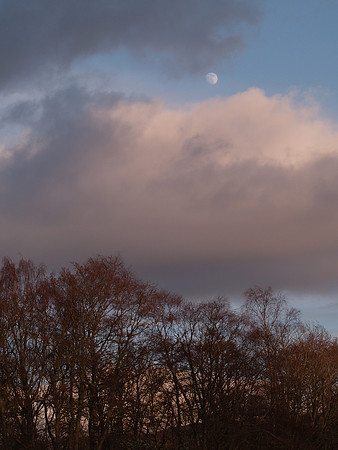 Moon and the Trees