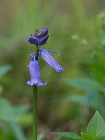 Bluebells