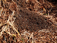 Wood Ants