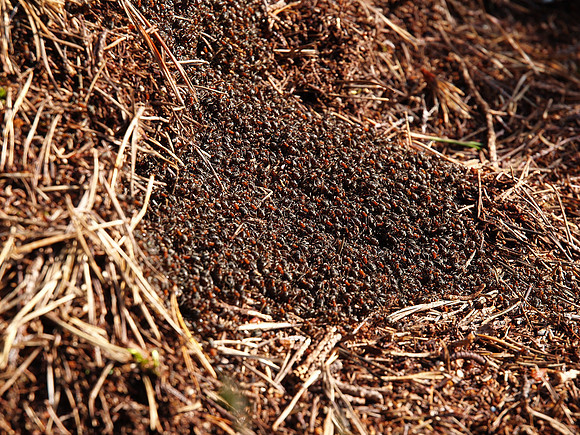 Wood Ants