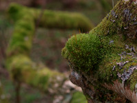 Mossy Coat