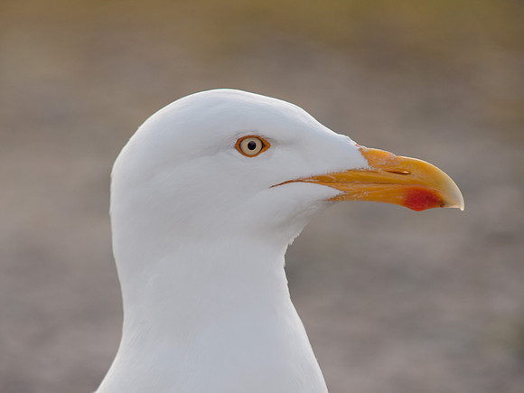 Gull