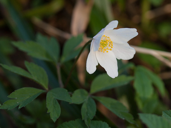 Anenome
