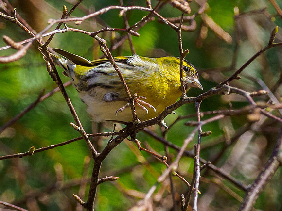 Siskin (Carduelis spinus) (2) [1903078]