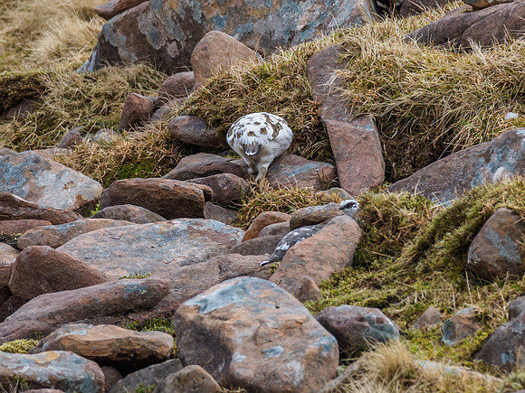 Ptarmigan Two (7) [1903091]