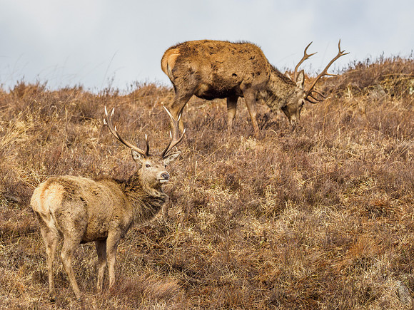 Red Deer Stags (Cervus elaphus) (4) [1903025]
