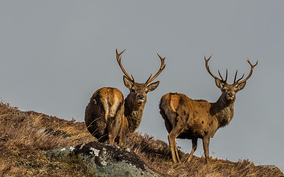 Red Deer Stags (Cervus elaphus) (7) [1903028]