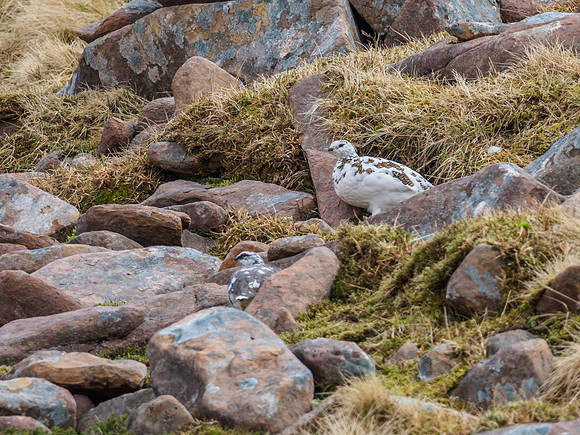 Ptarmigan Two (5) [1903089]