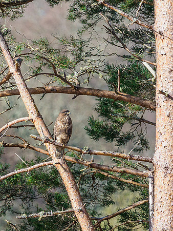 Common Buzzard (Buteo buteo) (1) [1903073]