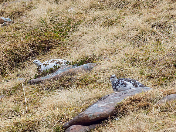 Ptarmigan Two (1) [1903084]