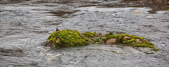 Islands in the Stream (2) [1903056]
