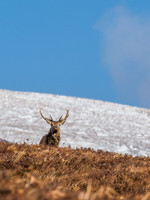 Red Deer Stags (Cervus elephus) (12) [1903066]