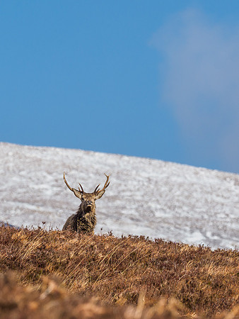 Red Deer Stags (Cervus elephus) (12) [1903066]