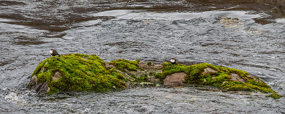 Islands in the Stream (1) [1903055]