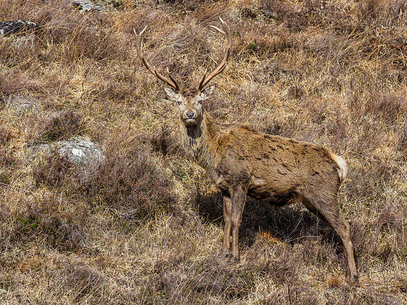 Red Deer Stags (Cervus elaphus) (6) [1903027]