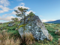 Rock Tree (1) [1903007]