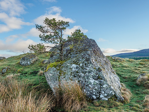 Rock Tree (1) [1903007]