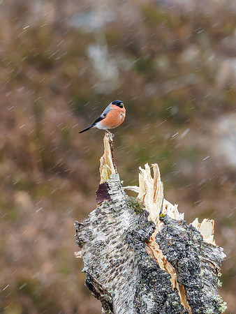 Bullfinch in the Snow (1) [1903032]