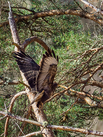 Common Buzzard (Buteo buteo) (4) [1903076]