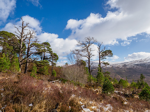 Glen Cannich Views (2) [1903069]