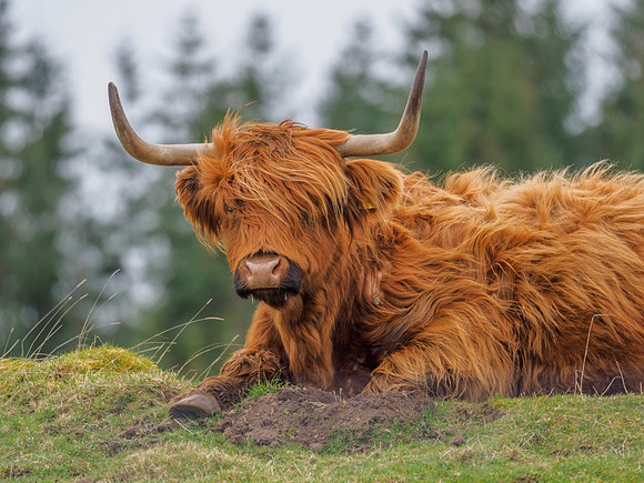 Heilan Coo [1903015]