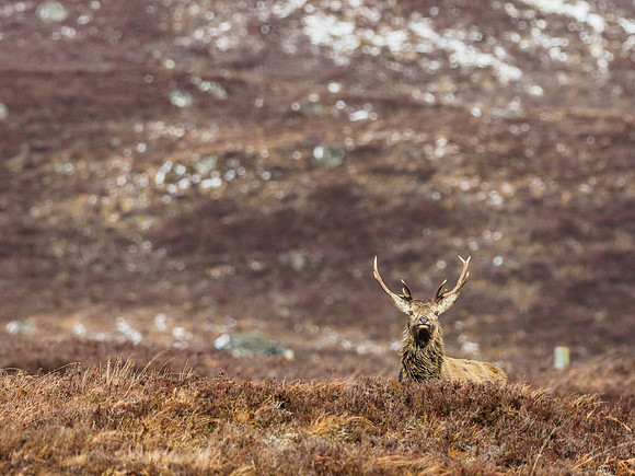 Red Deer Stags (Cervus elephus) (10) [1903064]