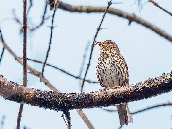 Song Thrush (Turdus philomelos) (1) [1903061]